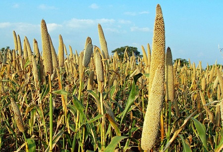 Indian government lays out action plan to promote millet export